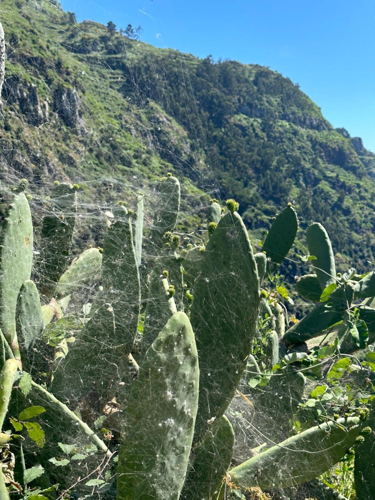 The Green Valley House São Vicente エクステリア 写真